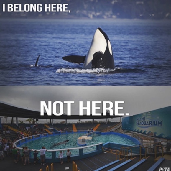 REST IN PEACE TILIKUM😇 - Picture 9 of 9
